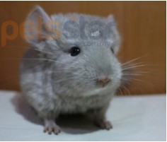 Chinchilla